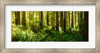 Ferns and Redwood trees in a forest, Redwood National Park, California, USA Fine Art Print