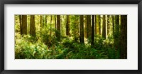 Ferns and Redwood trees in a forest, Redwood National Park, California, USA Framed Print