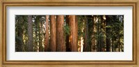 Redwood trees in a forest, Sequoia National Park, California, USA Fine Art Print