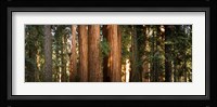 Redwood trees in a forest, Sequoia National Park, California, USA Fine Art Print