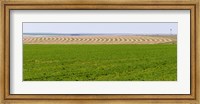 Harvested alfalfa field patterns, Oklahoma, USA Fine Art Print