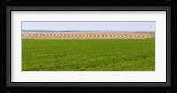 Harvested alfalfa field patterns, Oklahoma, USA Fine Art Print