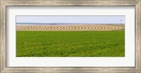 Harvested alfalfa field patterns, Oklahoma, USA Fine Art Print