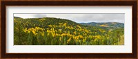 Aspen hillside in autumn, Sangre De Cristo Mountains, Angel Fire, New Mexico, USA Fine Art Print