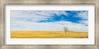 Lone Hackberry tree in autumn plains, South Dakota Fine Art Print