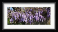 Wisteria flowers in bloom, Sonoma, California, USA Fine Art Print