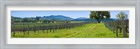 Vineyard in Sonoma Valley, California, USA Fine Art Print