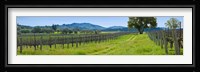Vineyard in Sonoma Valley, California, USA Fine Art Print
