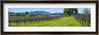 Vineyard in Sonoma Valley, California, USA Fine Art Print