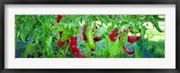 Santa Fe Grande Hot Peppers on bush Framed Print