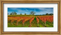 Autumn vineyard at Napa Valley, California, USA Fine Art Print