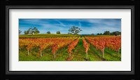 Autumn vineyard at Napa Valley, California, USA Fine Art Print