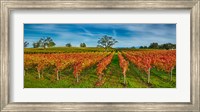 Autumn vineyard at Napa Valley, California, USA Fine Art Print