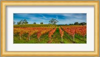 Autumn vineyard at Napa Valley, California, USA Fine Art Print