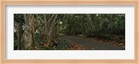 Path passing through a forest, Maui, Hawaii, USA Fine Art Print