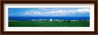 Coffee Field at the oceanside, Maui, Hawaii, USA Fine Art Print
