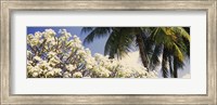 Low angle view of trees, Hawaii, USA Fine Art Print