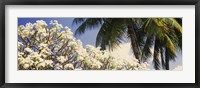 Low angle view of trees, Hawaii, USA Fine Art Print
