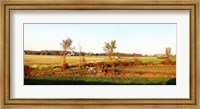 Amish farmer plowing a field, USA Fine Art Print