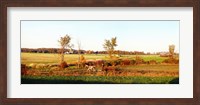 Amish farmer plowing a field, USA Fine Art Print