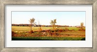 Amish farmer plowing a field, USA Fine Art Print