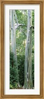 Trees in a forest, Hawaii, USA Fine Art Print