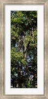 Low angle view of a tree, Hawaii, USA Fine Art Print