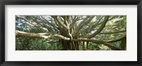 Banyan Tree, Maui, Hawaii Fine Art Print