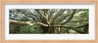 Banyan Tree, Maui, Hawaii Fine Art Print