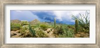 Saguaro National Park, Tucson, Arizona Fine Art Print