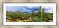 Saguaro cactus (Carnegiea gigantea) in a desert, Saguaro National Park, Arizona Fine Art Print