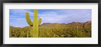 Cactus Field, Saguaro National Park, Arizona Fine Art Print