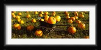 Wheelbarrow in Pumpkin Patch, Half Moon Bay, California, USA Fine Art Print