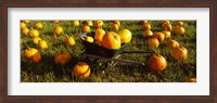 Wheelbarrow in Pumpkin Patch, Half Moon Bay, California, USA Fine Art Print