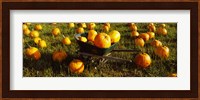 Wheelbarrow in Pumpkin Patch, Half Moon Bay, California, USA Fine Art Print
