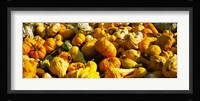 Pumpkins and gourds in a farm, Half Moon Bay, California, USA Fine Art Print