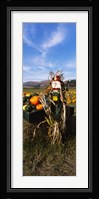 Scarecrow in Pumpkin Patch, Half Moon Bay, California (vertical) Fine Art Print