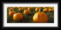 Close Up of Pumpkins in a  Field, Half Moon Bay, California Fine Art Print