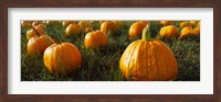 Close Up of Pumpkins in a  Field, Half Moon Bay, California Fine Art Print