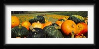 Pumpkin Field, Half Moon Bay, California Fine Art Print