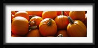 Pumpkins, Half Moon Bay, California, USA Fine Art Print