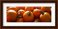 Pumpkins, Half Moon Bay, California, USA Fine Art Print