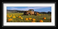 Old Rusty Truck in Pumpkin Patch, Half Moon Bay, California, USA Fine Art Print