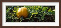 Pumpkin growing in a field, Half Moon Bay, California, USA Fine Art Print