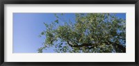Low angle view of a tree branch against blue sky, San Rafael Valley, Arizona, USA Fine Art Print