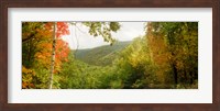 Trees on mountain during autumn, Kaaterskill Falls area, Catskill Mountains, New York State Fine Art Print