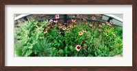 Flower bed, High Line, Chelsea, Manhattan, New York City, New York State, USA Fine Art Print