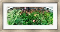 Flower bed, High Line, Chelsea, Manhattan, New York City, New York State, USA Fine Art Print