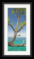 Tree overhanging sea at Xtabi Hotel, Negril, Westmoreland, Jamaica Fine Art Print