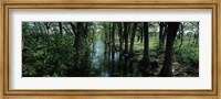 Trees along Blanco River, Texas, USA Fine Art Print